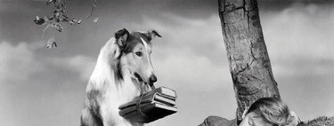 Siete animales que protagonizaron su propia serie de televisión 