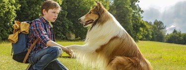 El perro más famoso del cine fue el protagonista del error más imperdonable de Hollywood de todos los tiempos. Así fue como Lassie hizo perder millones de dólares a MGM