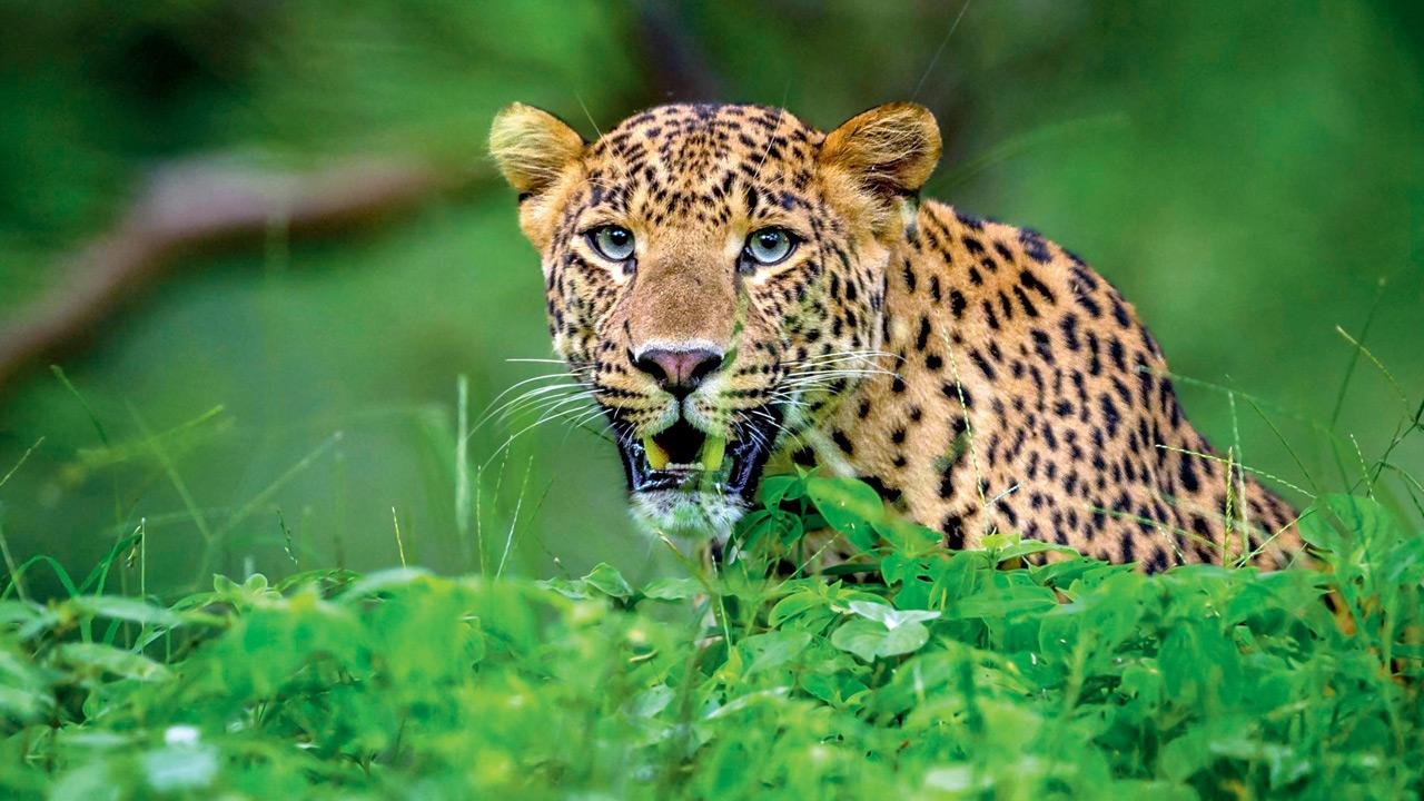 La concienciación sobre los leopardos no es opcional para quienes viven cerca del SGNP